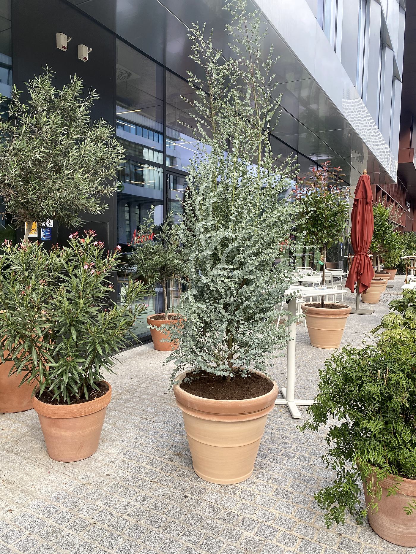 Installation de grands bacs plantés sur une terrasse professionnelle
